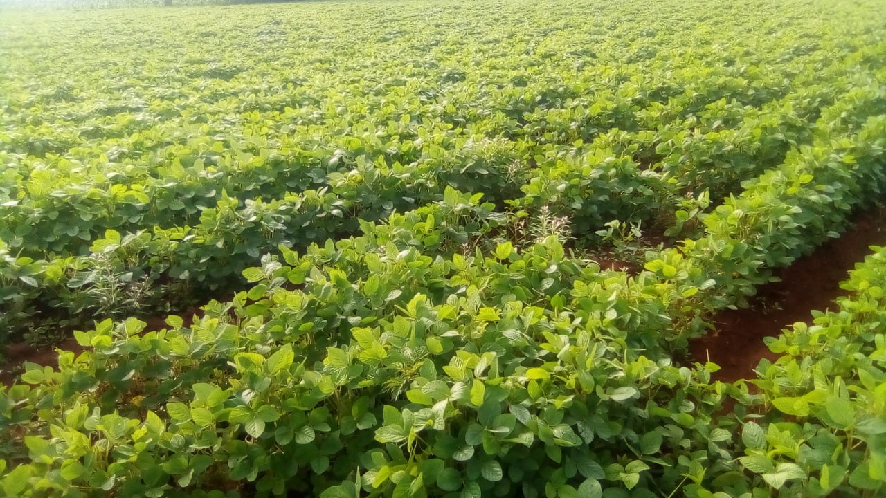 Dense soybean canopy in flower across a farm field